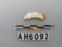 藏品(獸齒)的圖片